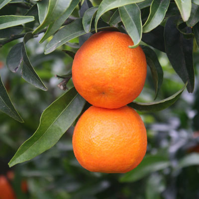 clementinas oronules