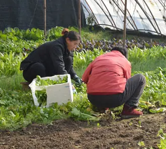 Recolección de verduras